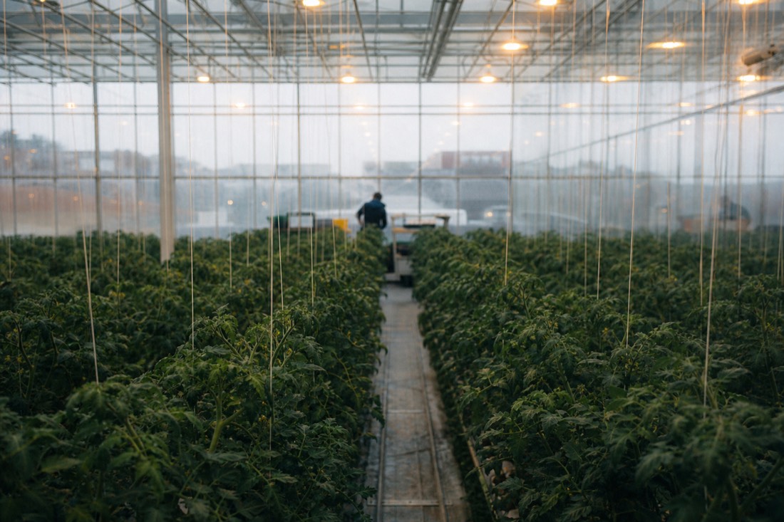 Rows of tomato plants under grow lights inside the Friðheimar greenhouse on a grey afternoon