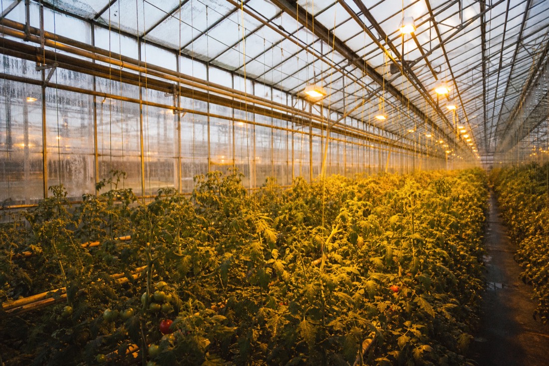Rows of tomato plants under warm grow lights inside an Icelandic geothermal greenhouse